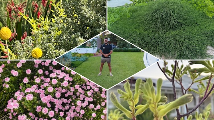 Collage of native plants