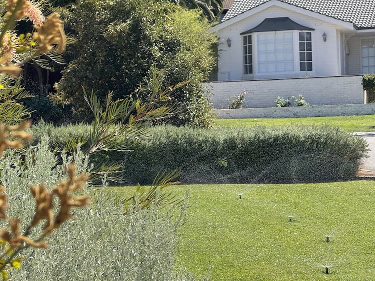 Kangaroo paw and a lawn