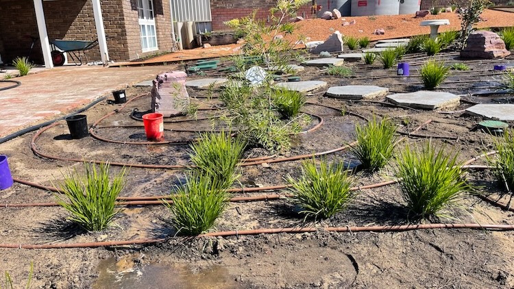 Drip line irrigation setup in a native garden