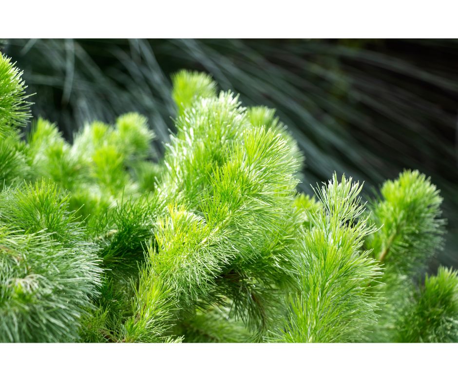 Adenanthos sericeus