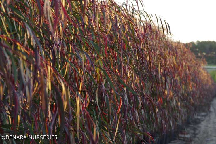Agonis flexuosa ‘Burgundy’