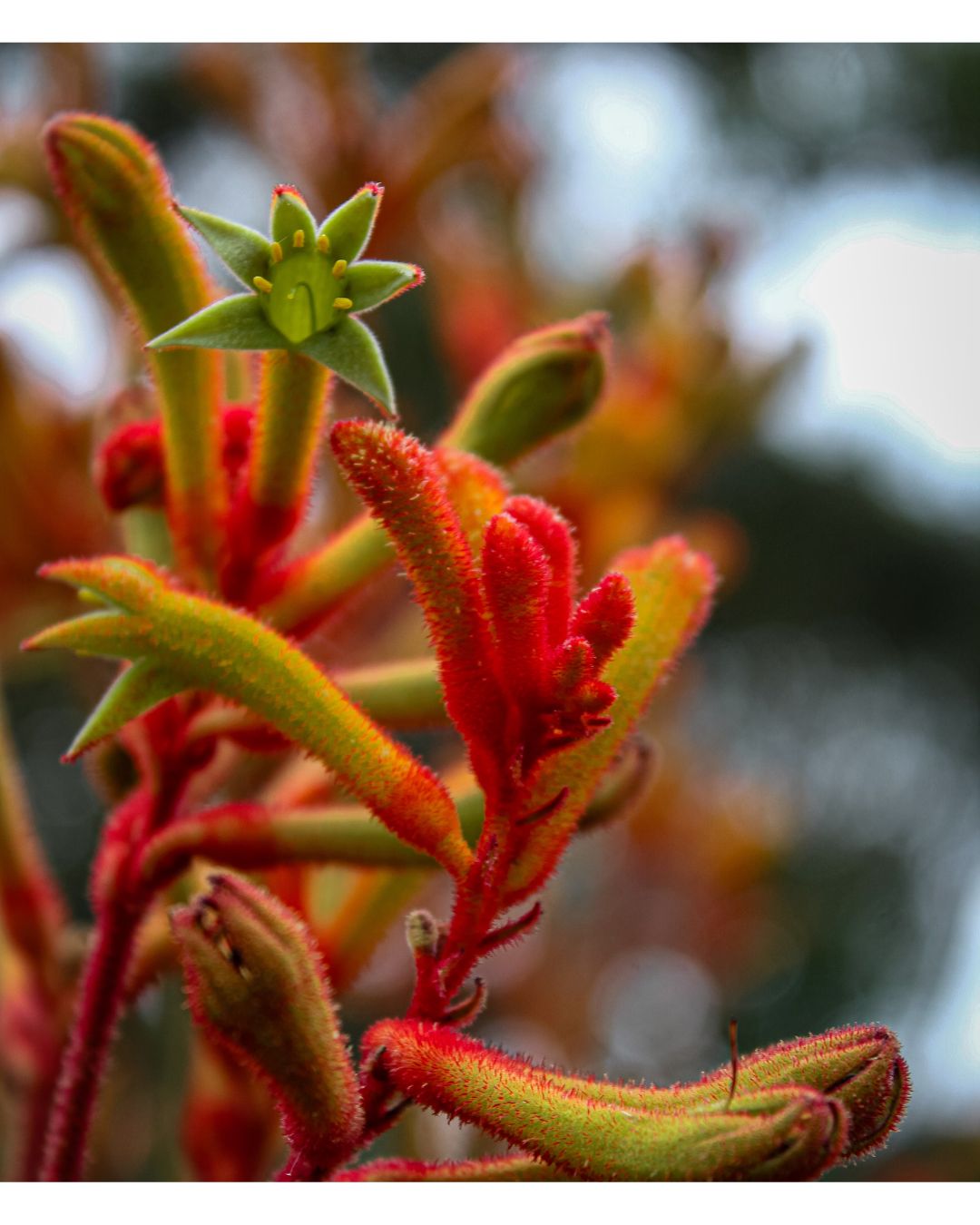 Anigozanthos flavidus