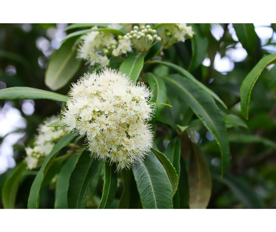 Backhousia citriodora