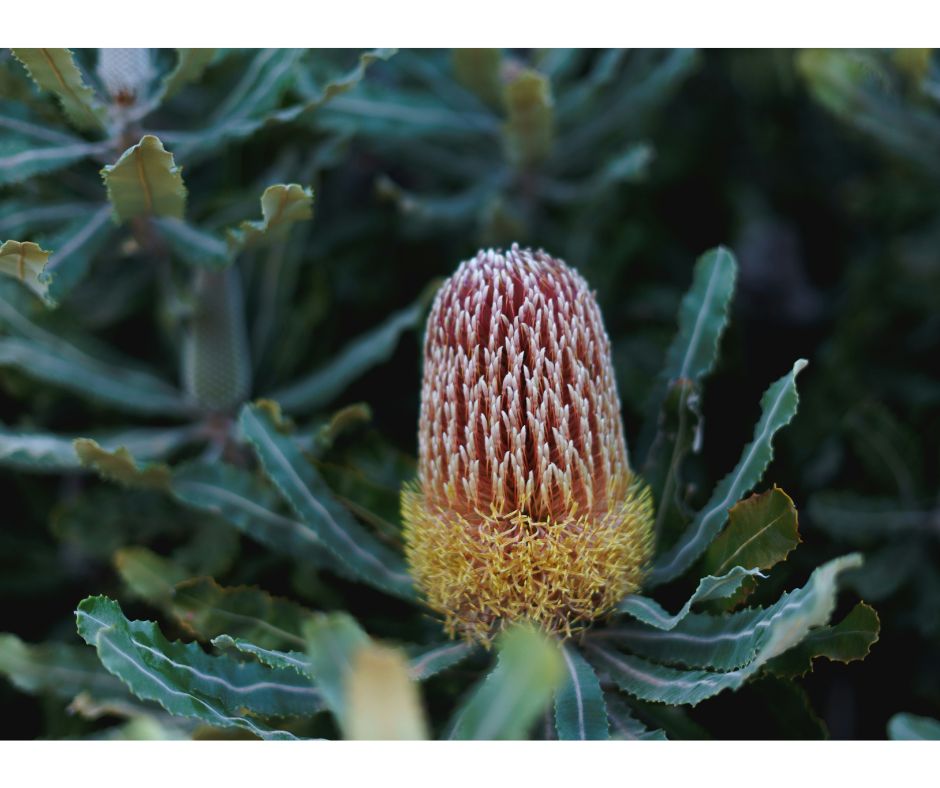 Banksia Menziessi