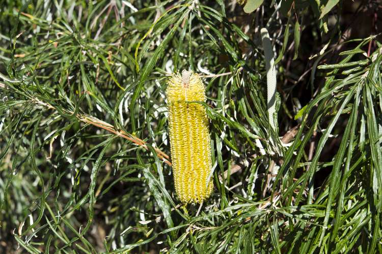 Banksia littoralis