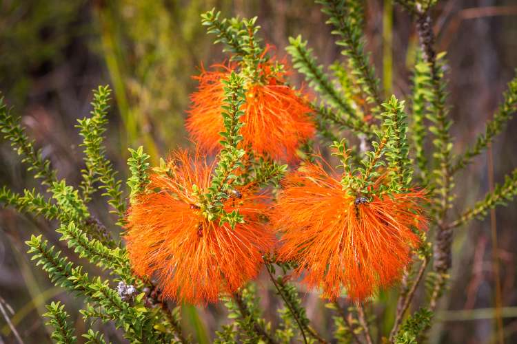 Beaufortia sparsa