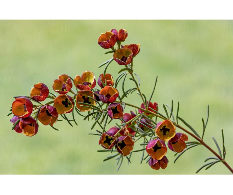 Boronia megastigma ‘Heaven Scent’