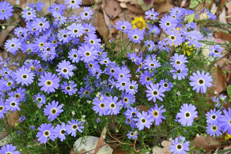 Brachyscome iberidifolia