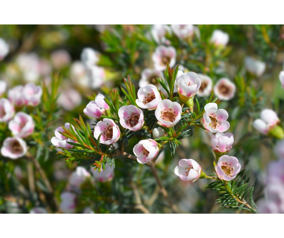Chamelaucium uncinatum