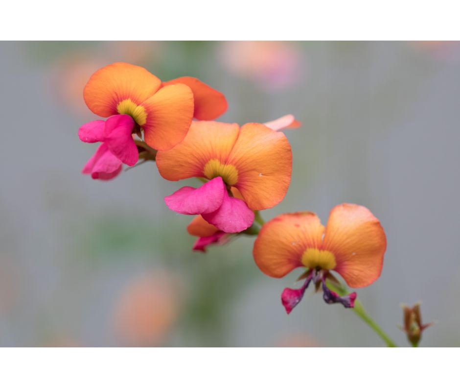 Chorizema cordatum