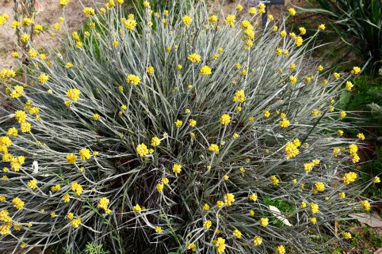 Conostylis candicans