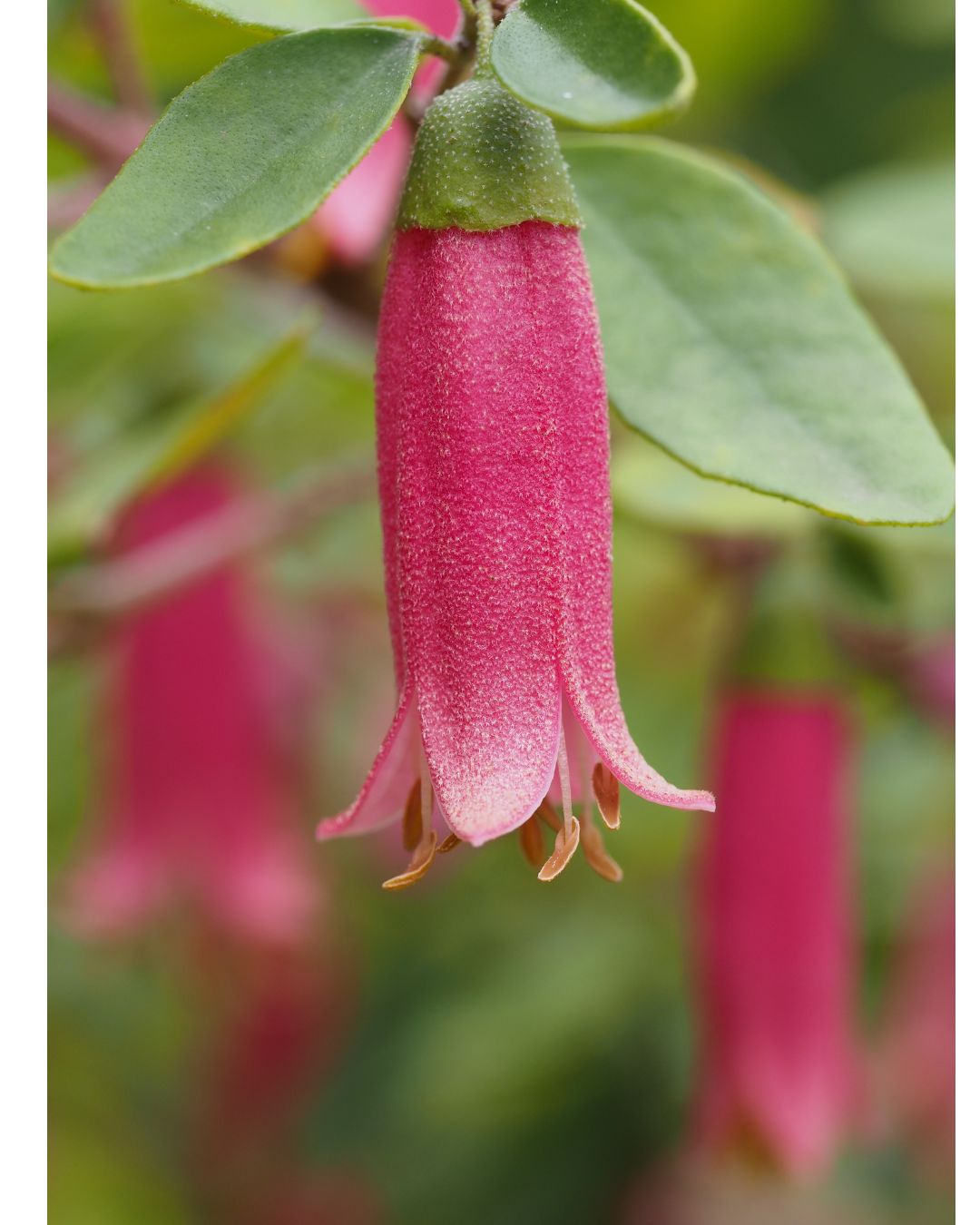 Correa ‘Dusky Bells’