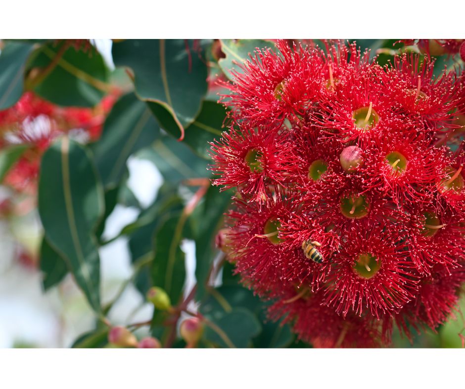 Corymbia ficifolia