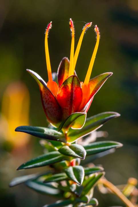 Darwinia citriodora