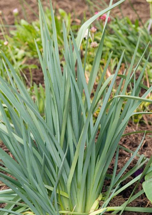 Dianella caerulea ‘Cassa Blue’