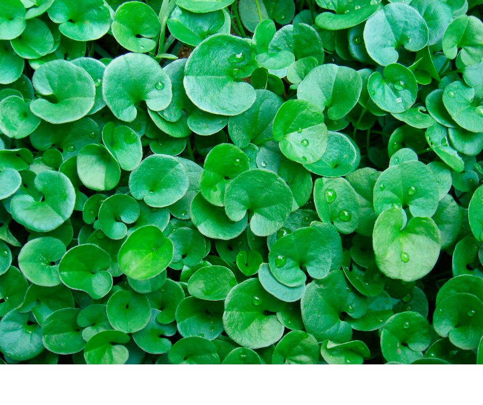 Dichondra repens