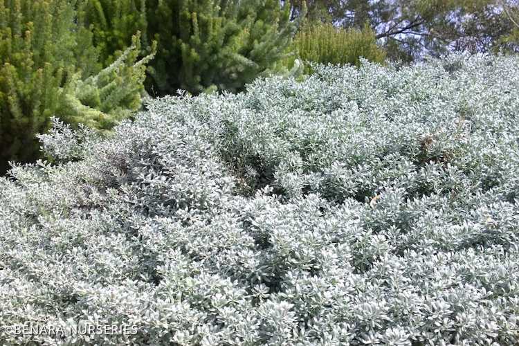 Eremophila glabra ‘Blue Horizon’