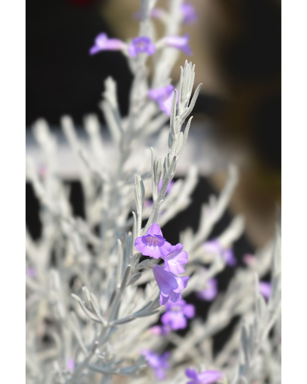 Eremophila nivea
