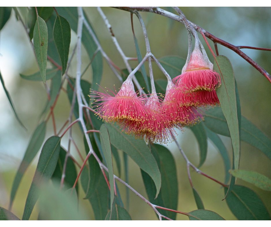 Eucalyptus caesia