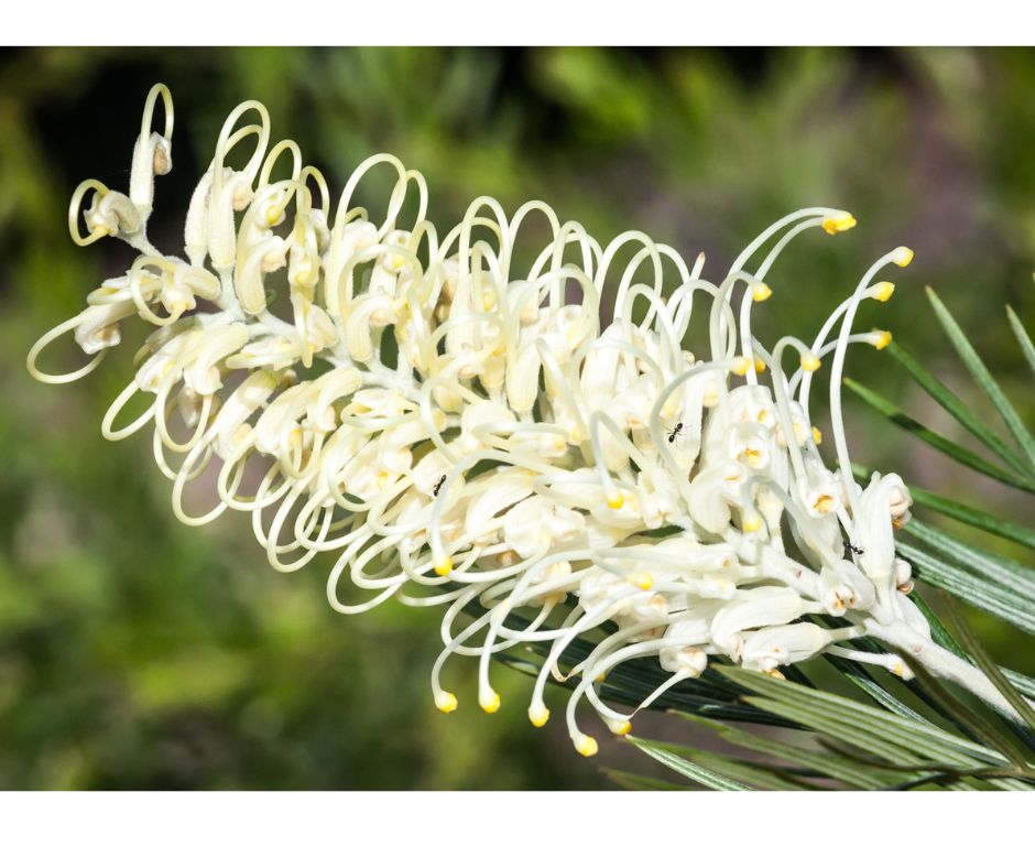 Grevillea ‘Moonlight’