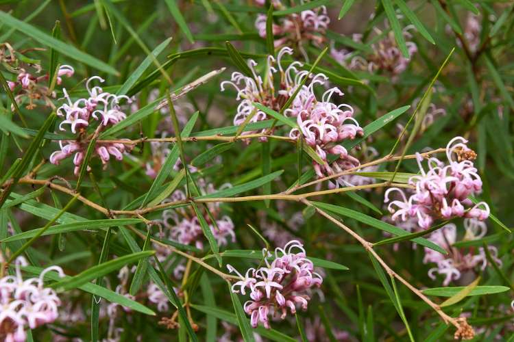 Grevillea ‘Pink Midget’