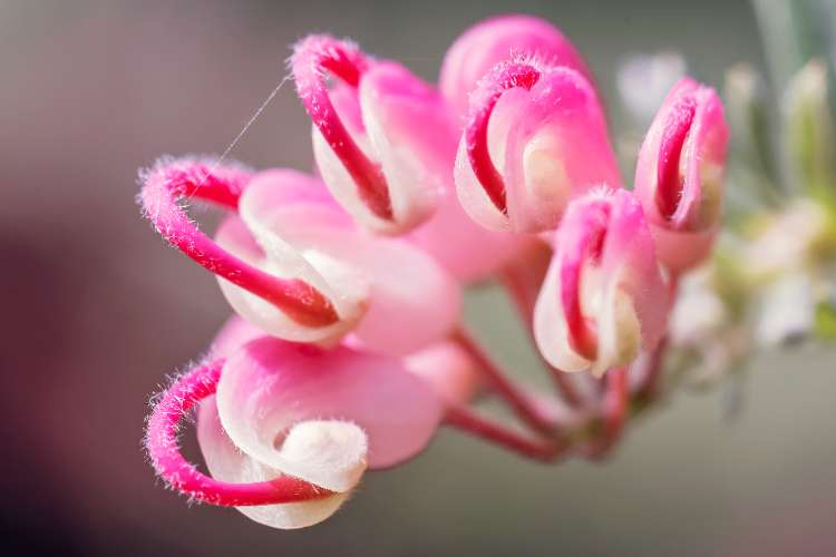 Grevillea ‘Winter Delight’