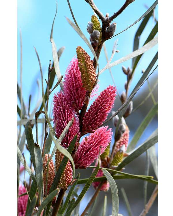 Hakea francisiana