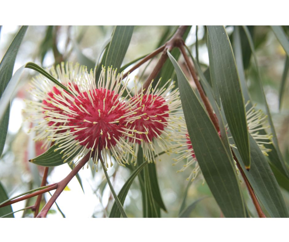 Hakea laurina