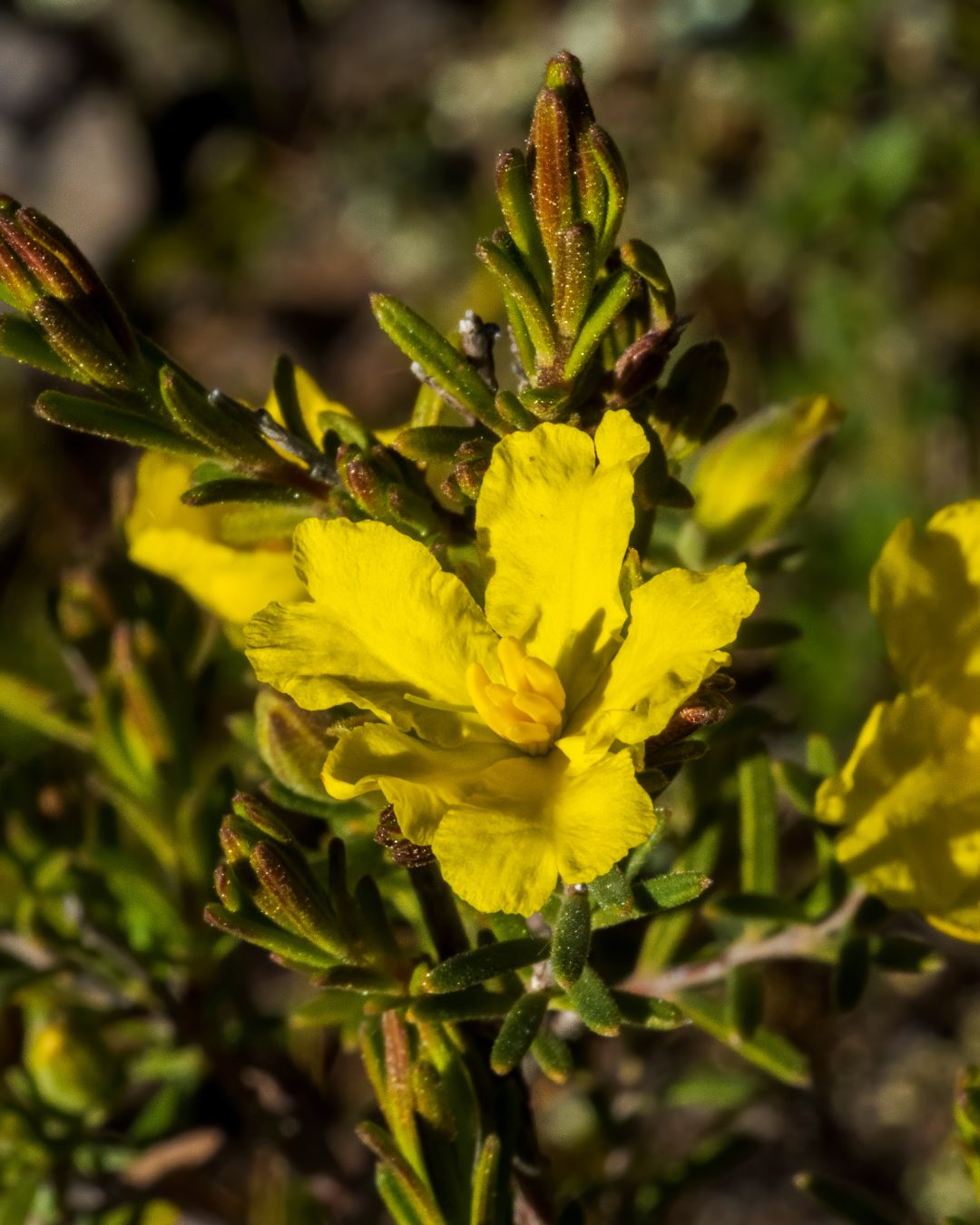 Hibbertia hypericoides