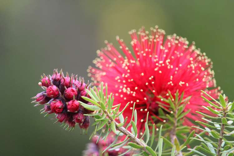 Kunzea baxteri