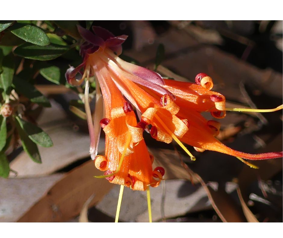 Lambertia inermis