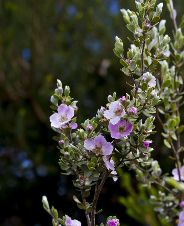 Leptospermum sericeum