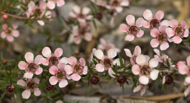Leptospermum ‘Pink Cascade’