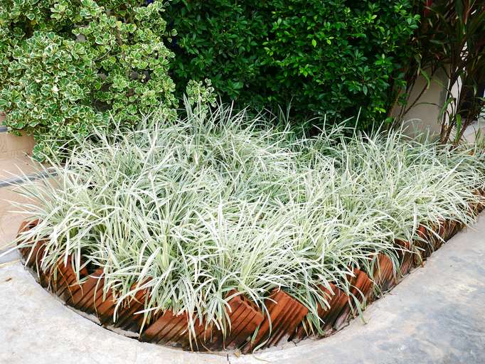 Lomandra longifolia ‘Great White’