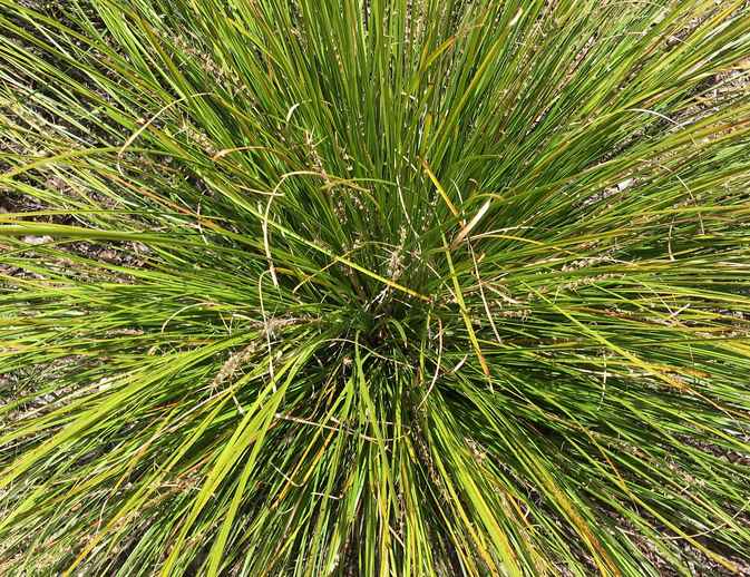 Lomandra longifolia ‘Tanika’