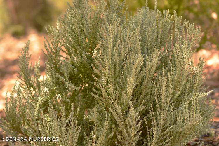 Maireana oppositifolia