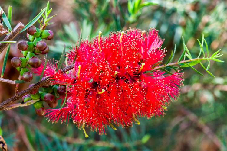Melaleuca fulgens