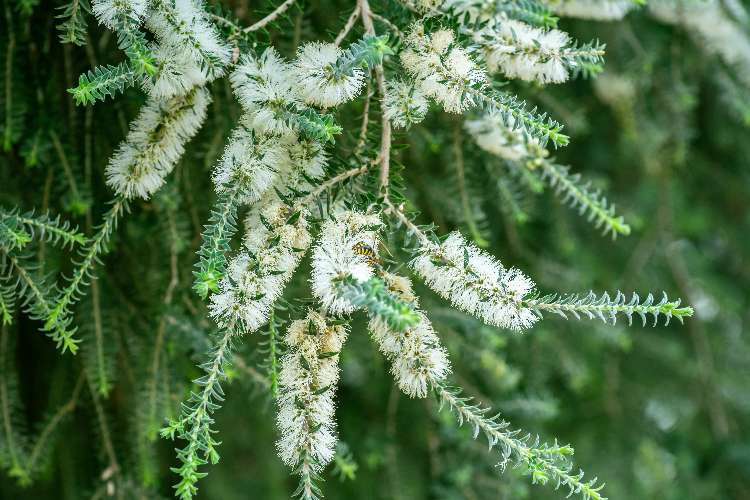 Melaleuca lanceolata