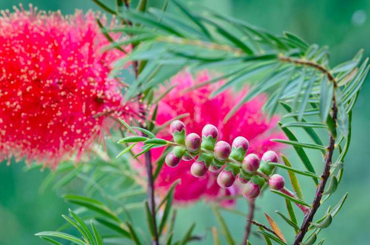 Melaleuca lateritia