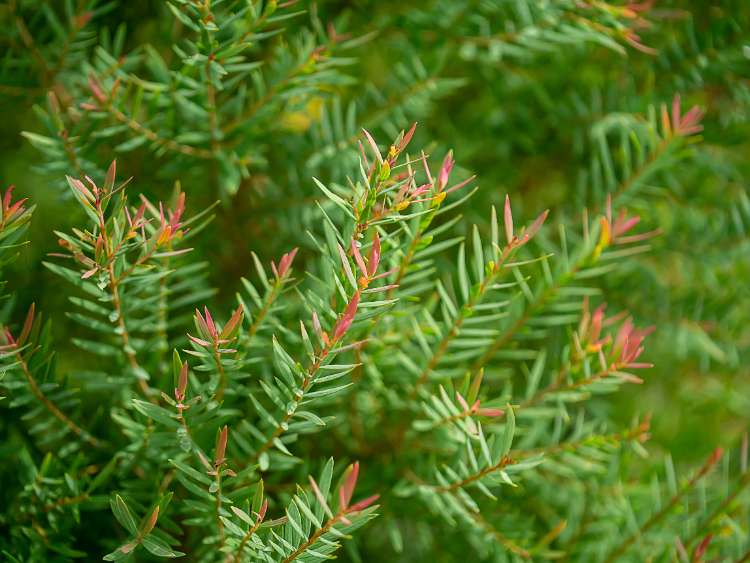 Melaleuca linariifolia ‘Claret Tops’