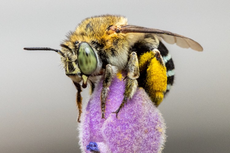 Blue Banded Bee in a native garden