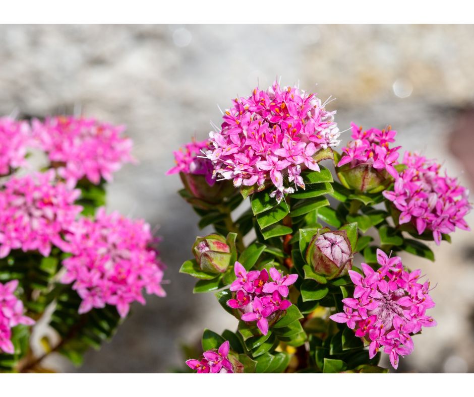 Pimelea ferruginea