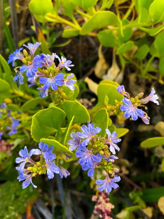 Scaevola crassifolia