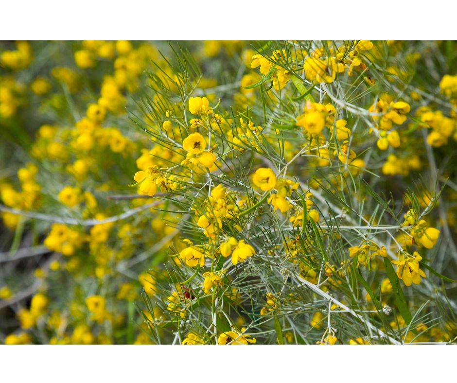 Senna artemisioides