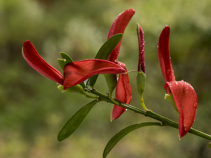 Templetonia retusa