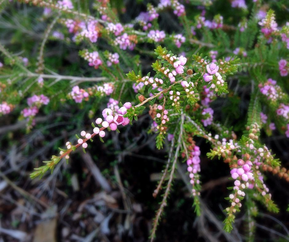 Thryptomene saxicola