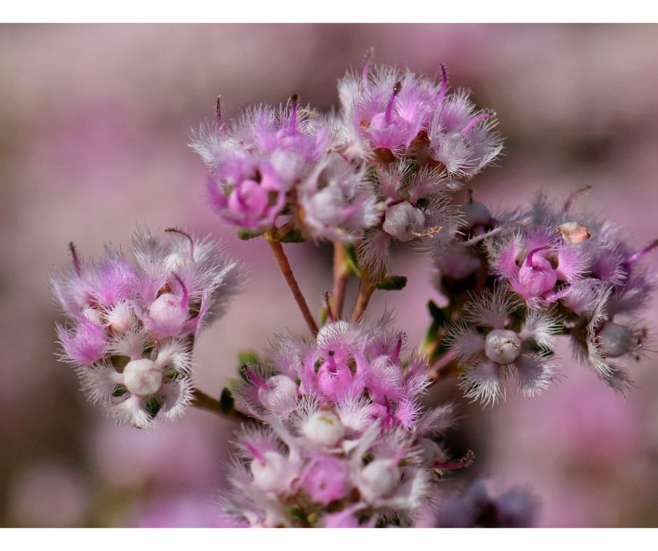 Verticordia plumosa