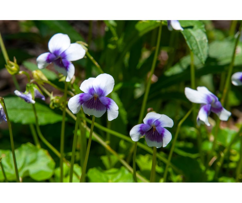 Viola banksii