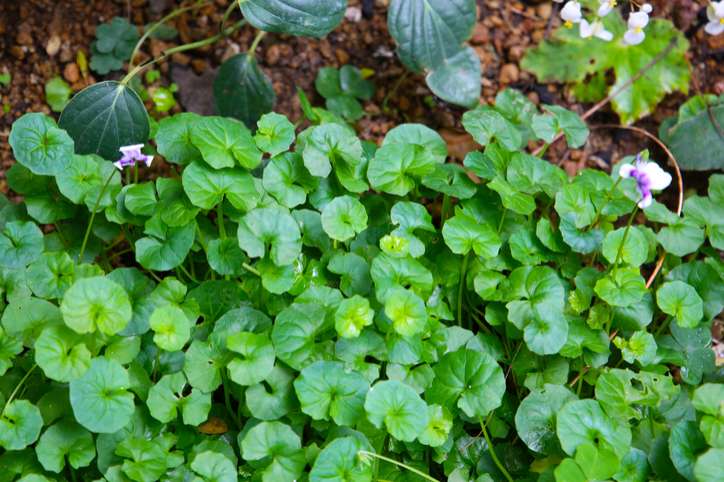 Viola hederacea