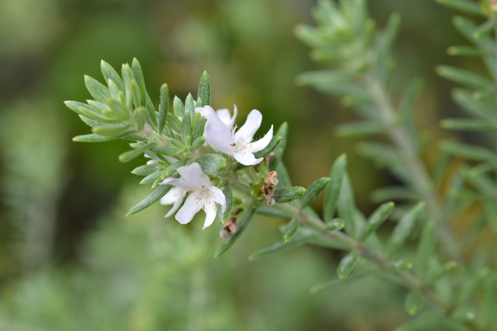 Westringia dampieri